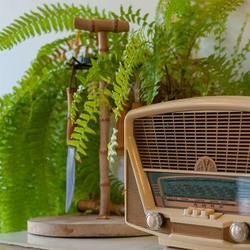 Top 5 des plantes dépolluantes pour assainir votre intérieur Top 5 des plantes dépolluantes pour assainir votre intérieur